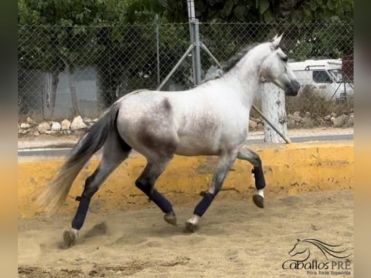 PRE Caballo castrado 5 años 163 cm Tordo in Barcelona