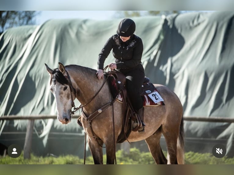PRE Caballo castrado 5 años 163 cm Tordo ruano in Uetze