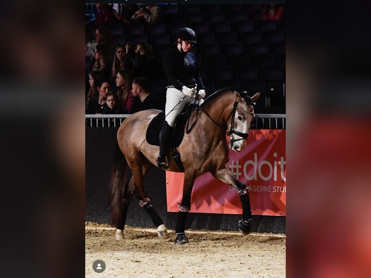 PRE Caballo castrado 5 años 163 cm Tordo ruano in Uetze