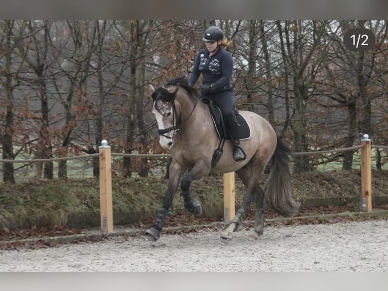 PRE Caballo castrado 5 años 163 cm Tordo ruano in Uetze