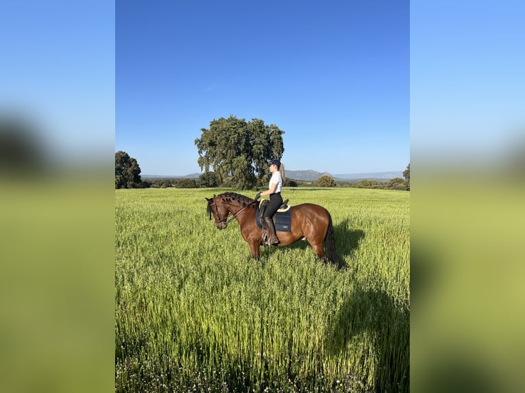 PRE Caballo castrado 5 años 164 cm Castaño in Navas De San Juan