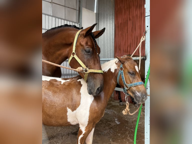 PRE Caballo castrado 5 años 164 cm Castaño in Navas De San Juan