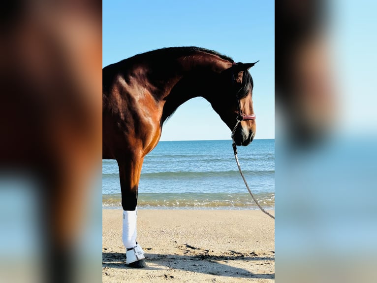 PRE Caballo castrado 5 años 164 cm Castaño in Moncada