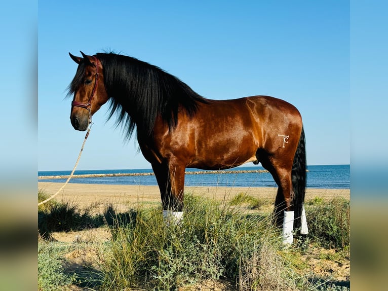 PRE Caballo castrado 5 años 164 cm Castaño in Moncada