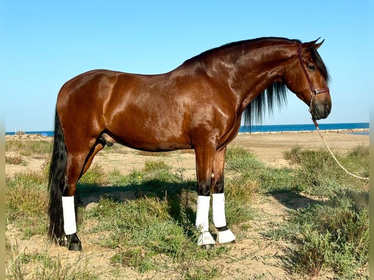 PRE Caballo castrado 5 años 164 cm Castaño in Moncada