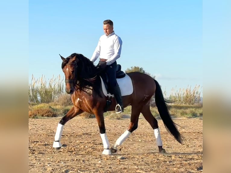 PRE Caballo castrado 5 años 164 cm Castaño in Moncada