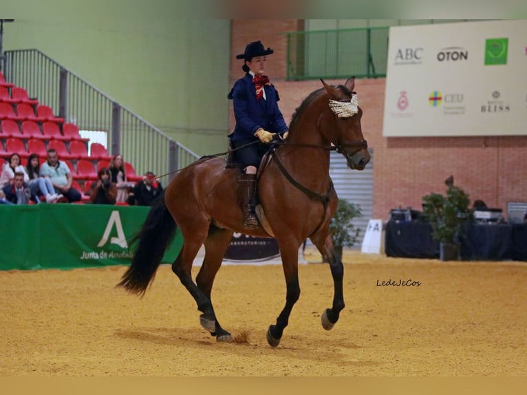 PRE Caballo castrado 5 años 164 cm Castaño in Casa Nueva