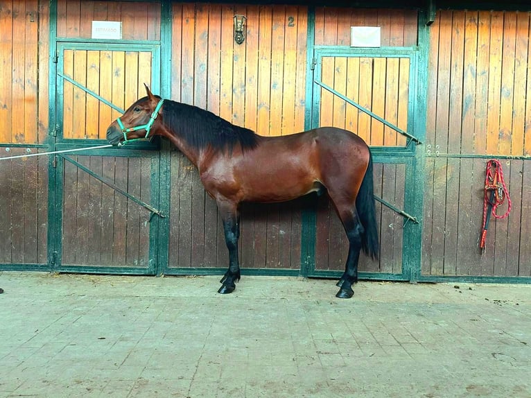 PRE Caballo castrado 5 años 164 cm Castaño in Casa Nueva