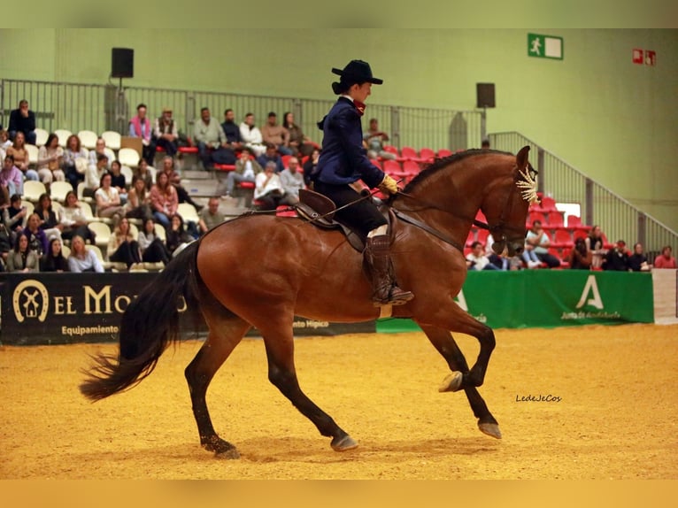 PRE Caballo castrado 5 años 164 cm Castaño in Casa Nueva