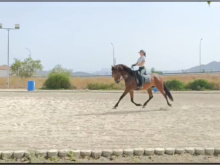 PRE Caballo castrado 5 años 164 cm Castaño in Casa Nueva