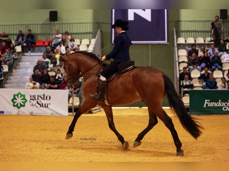 PRE Caballo castrado 5 años 164 cm Castaño in Casa Nueva