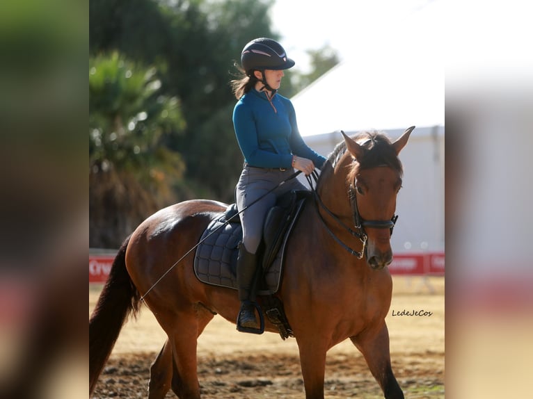 PRE Caballo castrado 5 años 164 cm Castaño in Casa Nueva