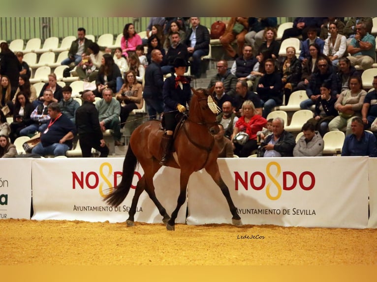 PRE Caballo castrado 5 años 164 cm Castaño in Casa Nueva