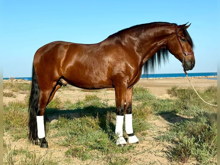 PRE Mestizo Caballo castrado 5 años 164 cm Castaño in Martfeld