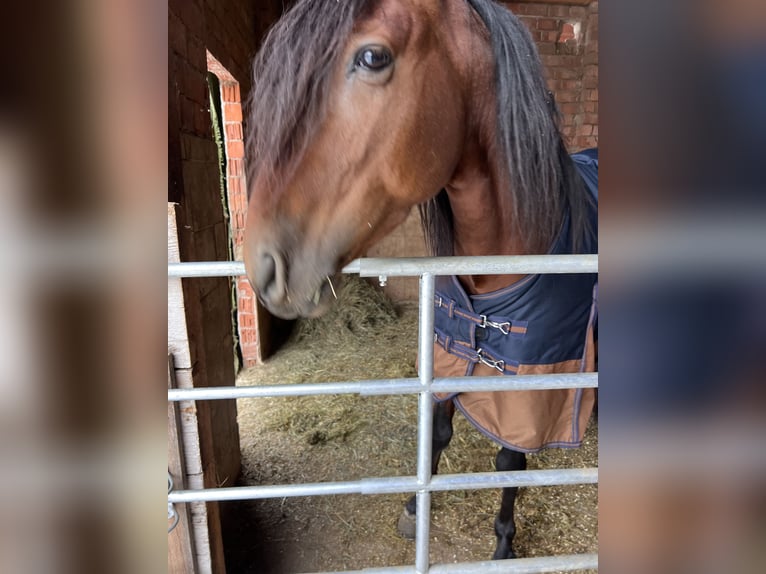 PRE Mestizo Caballo castrado 5 años 164 cm Castaño in Grabenstätt
