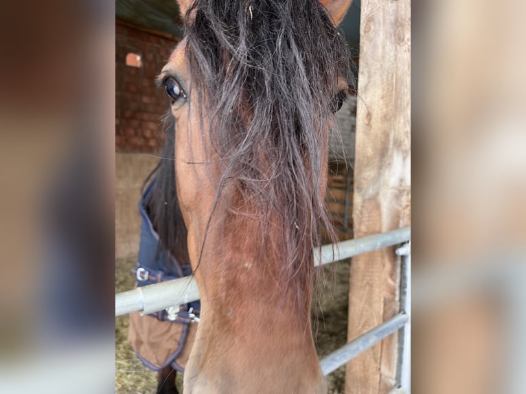 PRE Mestizo Caballo castrado 5 años 164 cm Castaño in Grabenstätt