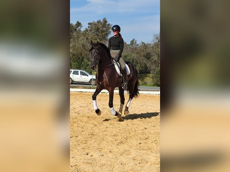 PRE Mestizo Caballo castrado 5 años 164 cm Negro in Norfolk