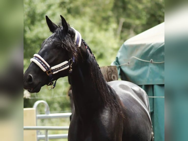 PRE Mestizo Caballo castrado 5 años 164 cm Negro in Aldingen