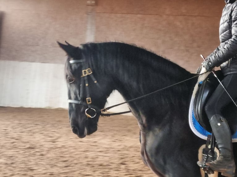 PRE Mestizo Caballo castrado 5 años 164 cm Negro in Aldingen