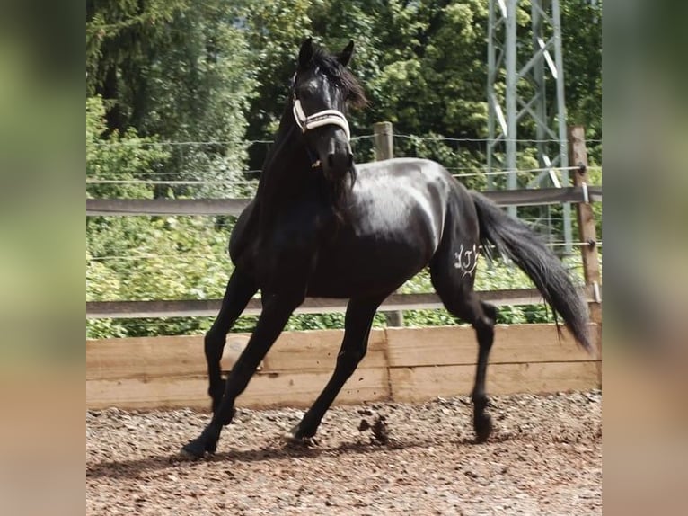 PRE Mestizo Caballo castrado 5 años 164 cm Negro in Aldingen