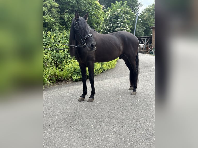 PRE Mestizo Caballo castrado 5 años 164 cm Negro in Affoltern am Albis
