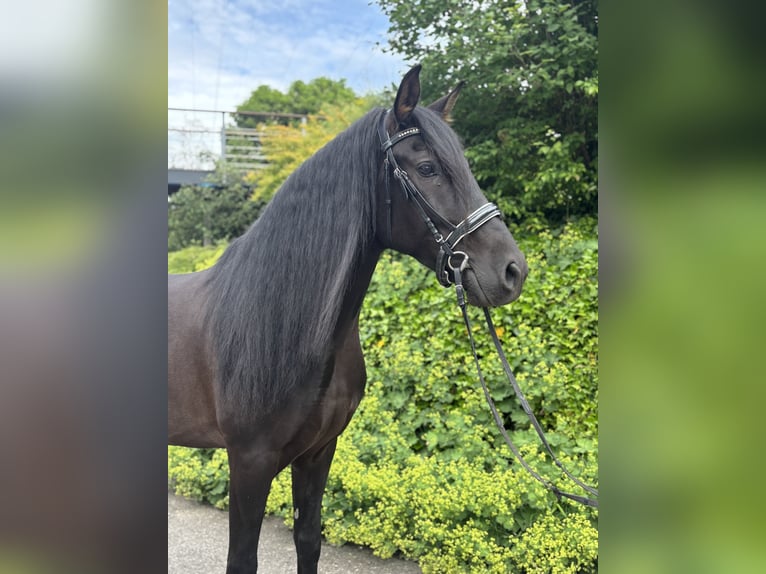 PRE Mestizo Caballo castrado 5 años 164 cm Negro in Affoltern am Albis