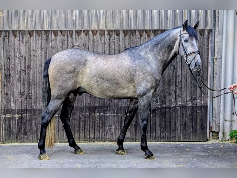 PRE Caballo castrado 5 años 164 cm Tordillo negro in Hilden