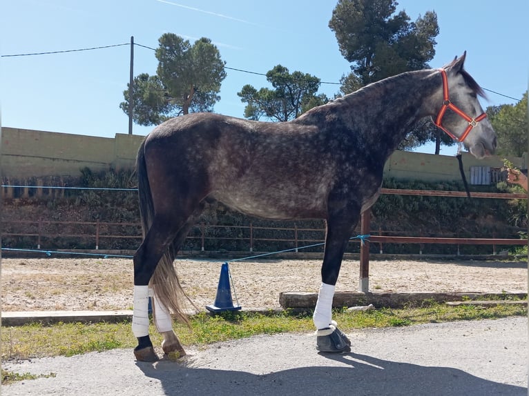 PRE Mestizo Caballo castrado 5 años 164 cm Tordo in Terrassa