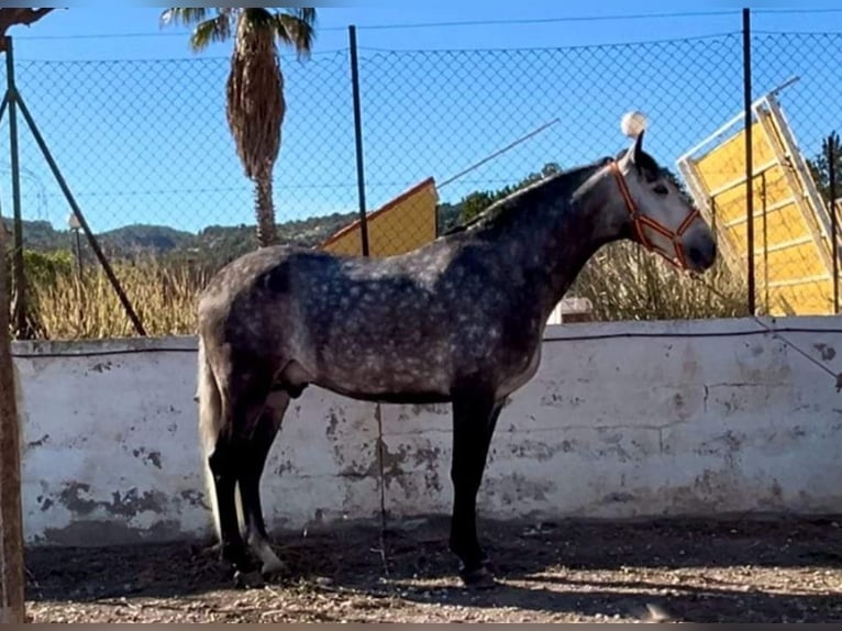 PRE Mestizo Caballo castrado 5 años 164 cm Tordo in Lorca