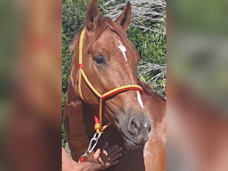 PRE Caballo castrado 5 años 165 cm Alazán in Chiclana de la Frontera