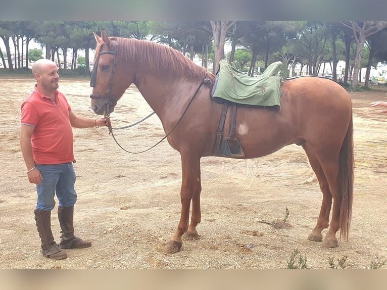 PRE Caballo castrado 5 años 165 cm Alazán in Chiclana de la Frontera