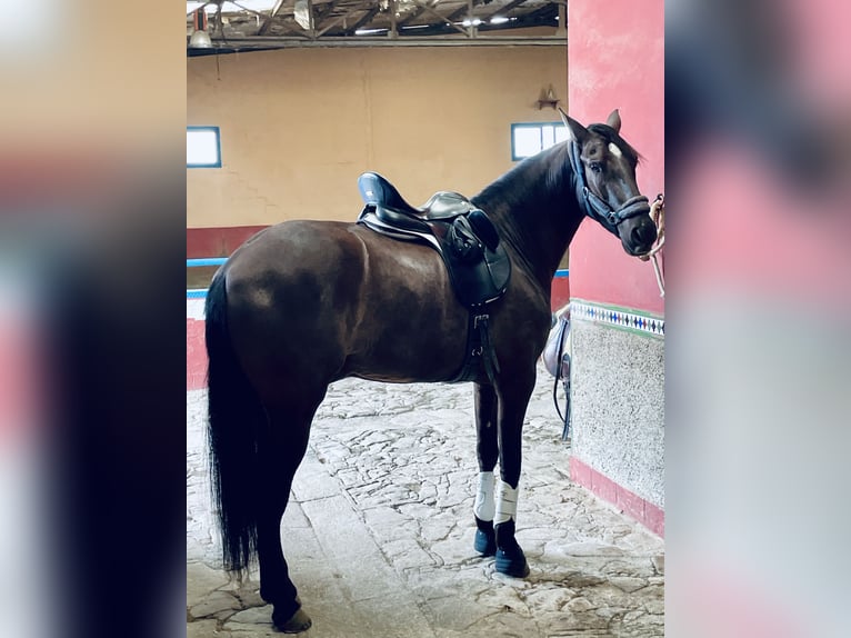PRE Mestizo Caballo castrado 5 años 165 cm in Granada