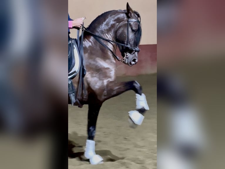 PRE Mestizo Caballo castrado 5 años 165 cm in Granada