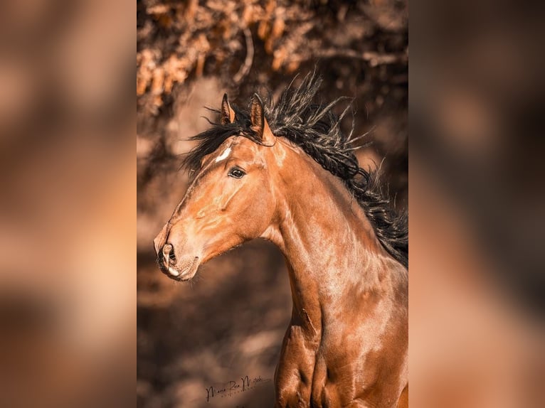 PRE Caballo castrado 5 años 165 cm Castaño in El Real De La Jara, Sevilla