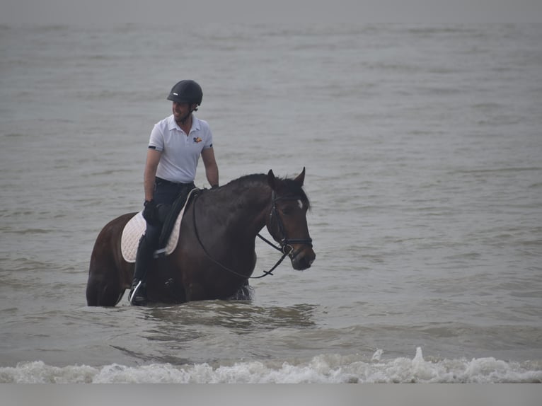 PRE Caballo castrado 5 años 165 cm Castaño in El Real De La Jara, Sevilla