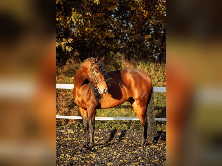 PRE Caballo castrado 5 años 165 cm Castaño in Fischamend