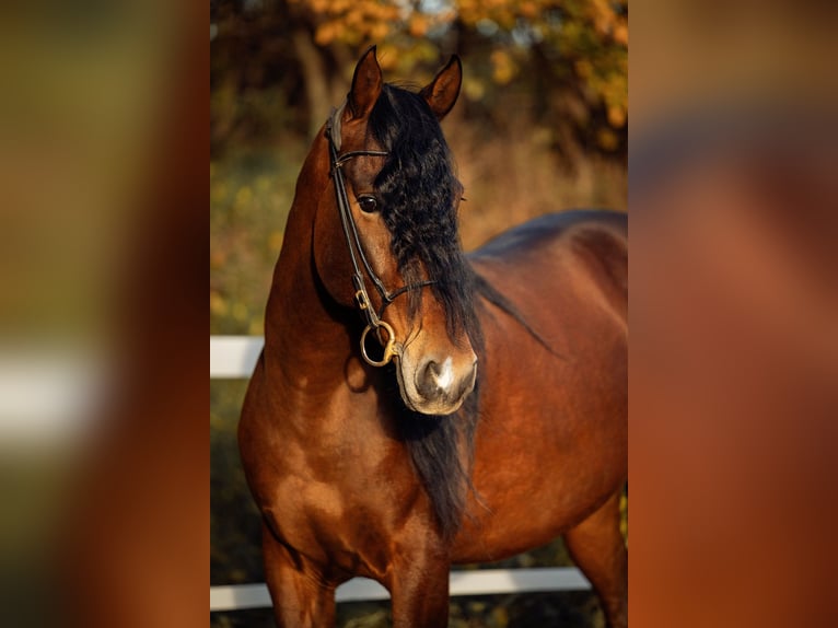 PRE Caballo castrado 5 años 165 cm Castaño in Fischamend