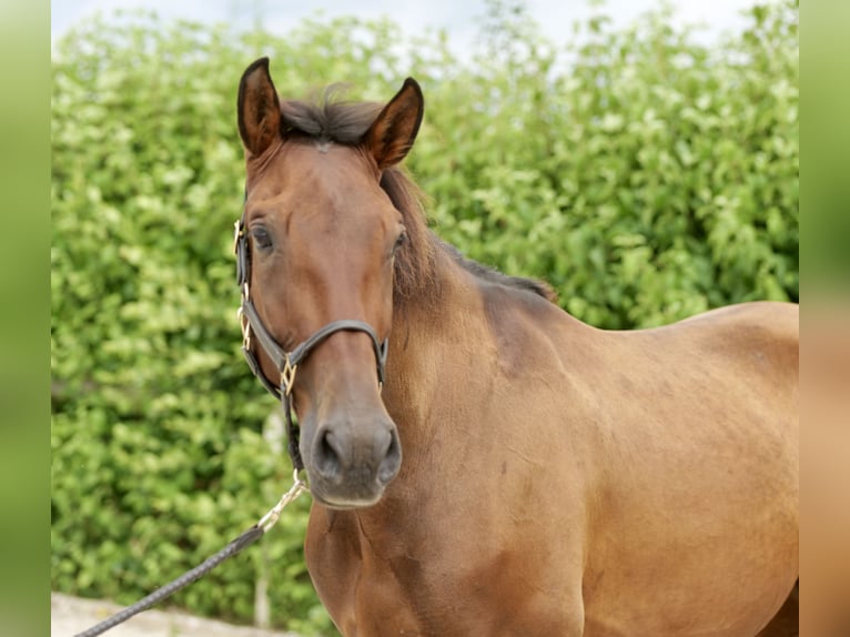 PRE Mestizo Caballo castrado 5 años 165 cm Castaño in Neustadt (Wied)