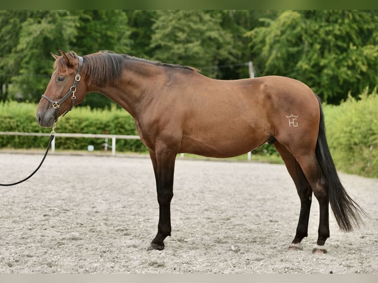 PRE Mestizo Caballo castrado 5 años 165 cm Castaño in Neustadt (Wied)