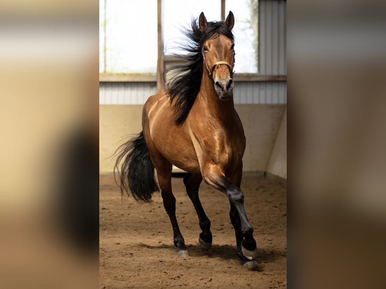 PRE Caballo castrado 5 años 165 cm Castaño claro in Langeln