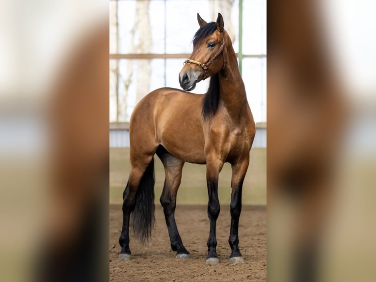 PRE Caballo castrado 5 años 165 cm Castaño claro in Langeln