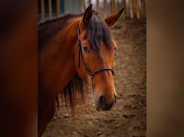 PRE Caballo castrado 5 años 165 cm Castaño oscuro in Krumbach