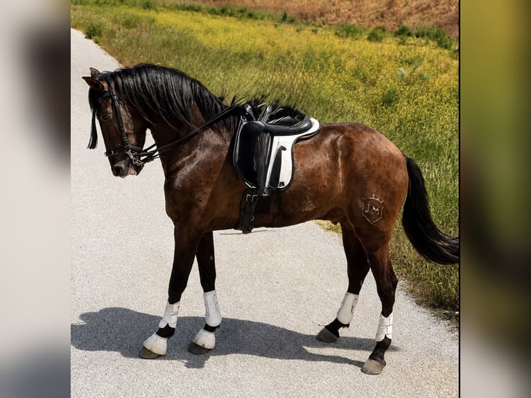 PRE Caballo castrado 5 años 165 cm Negro in Granada