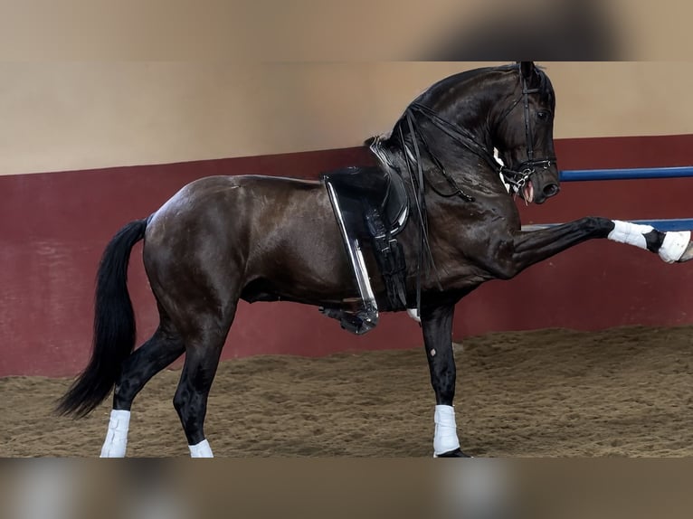 PRE Caballo castrado 5 años 165 cm Negro in Granada