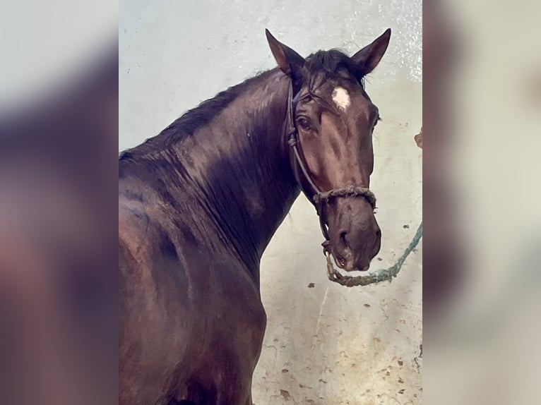 PRE Mestizo Caballo castrado 5 años 165 cm Negro in Granada