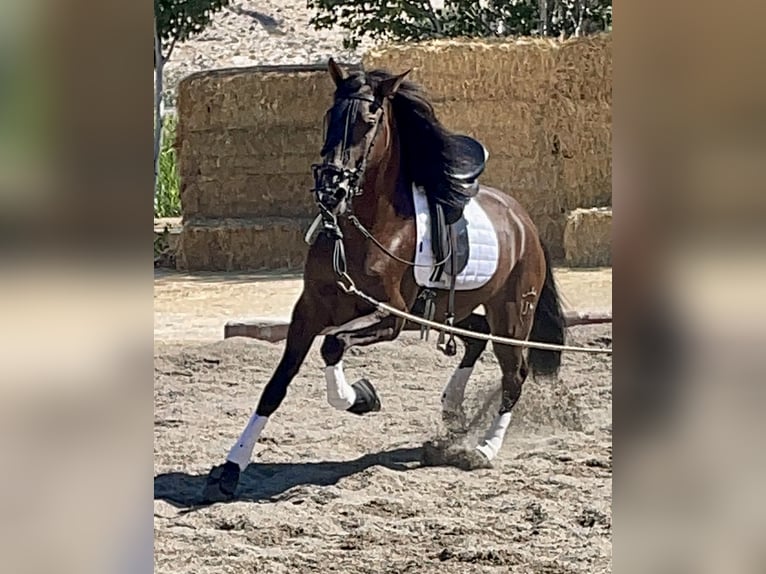 PRE Mestizo Caballo castrado 5 años 165 cm Negro in Granada