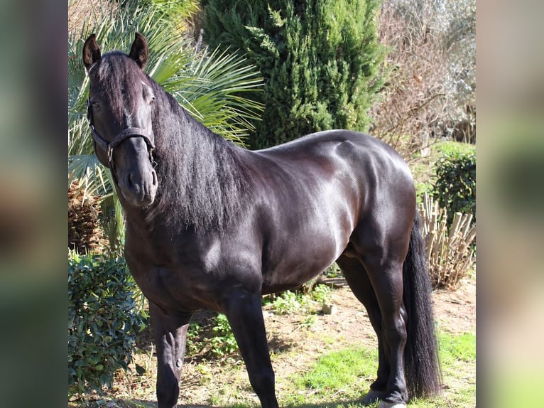 PRE Caballo castrado 5 años 165 cm Negro in Nettuno