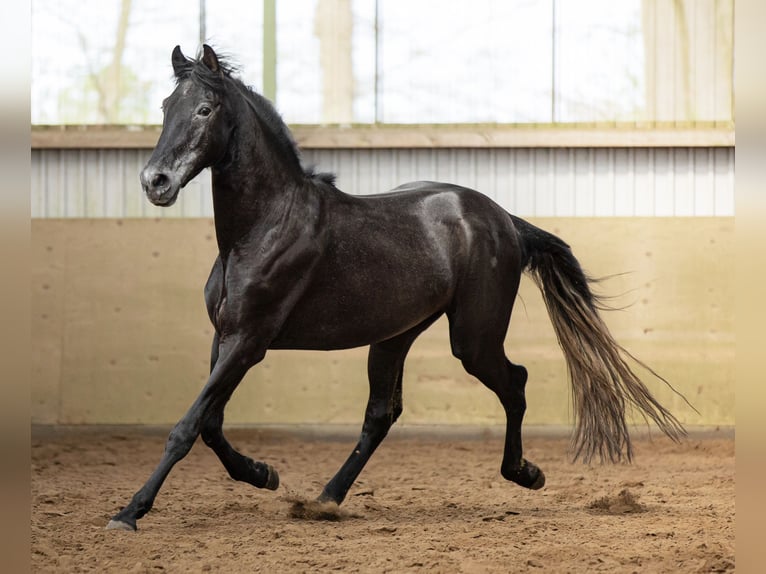 PRE Mestizo Caballo castrado 5 años 165 cm Tordillo negro in Langeln