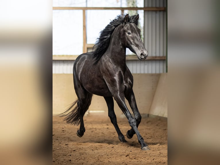 PRE Mestizo Caballo castrado 5 años 165 cm Tordillo negro in Langeln