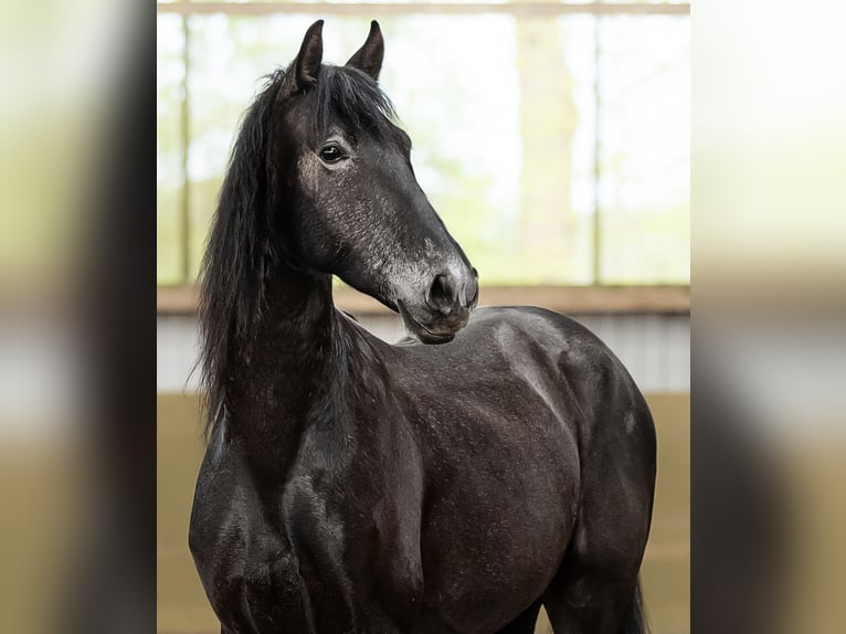 PRE Mestizo Caballo castrado 5 años 165 cm Tordillo negro in Langeln